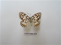 藏品(蛇目蝶科)的圖片